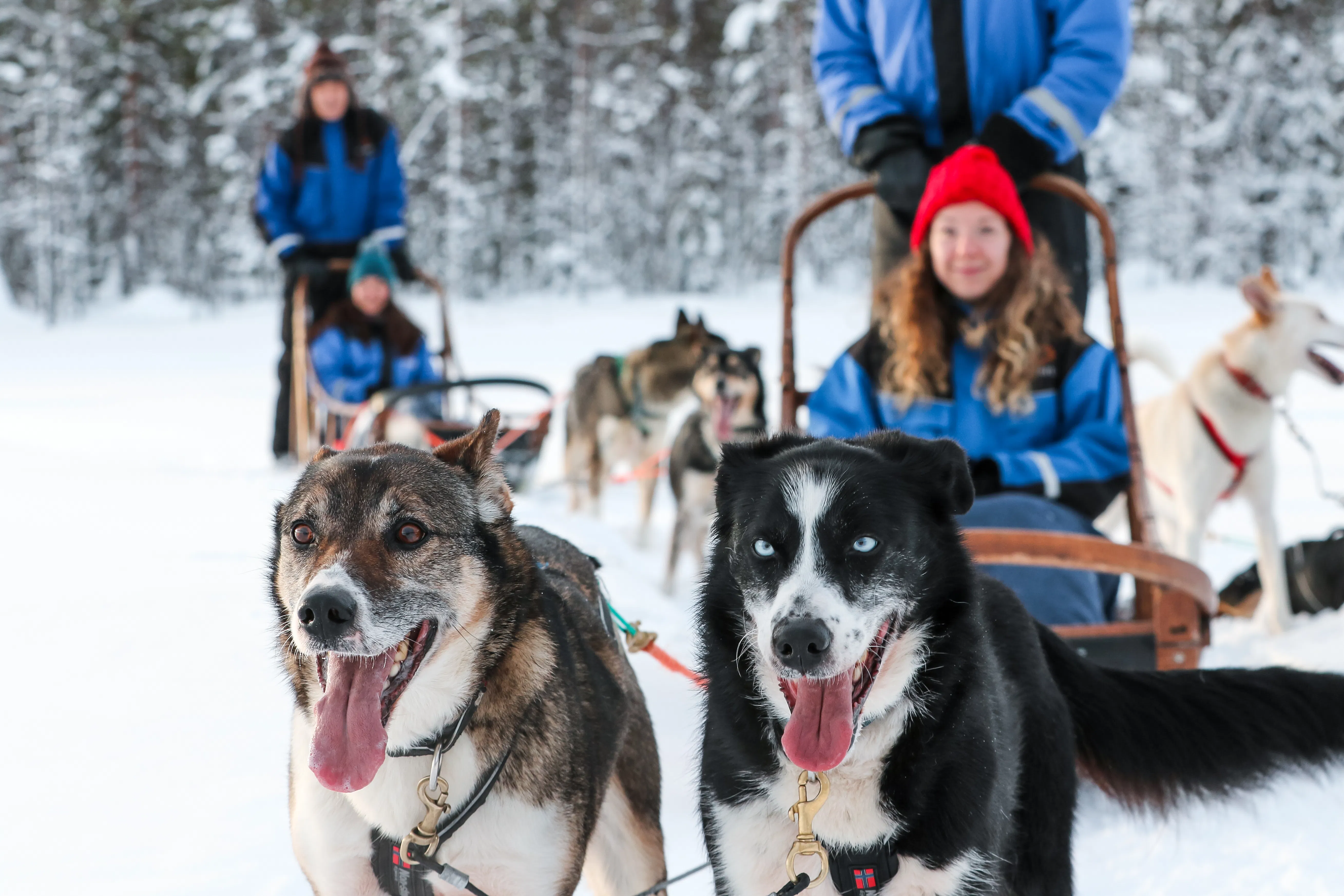 Lapland Finland Winter Wonderland Tour – Arctic Adventure Experience