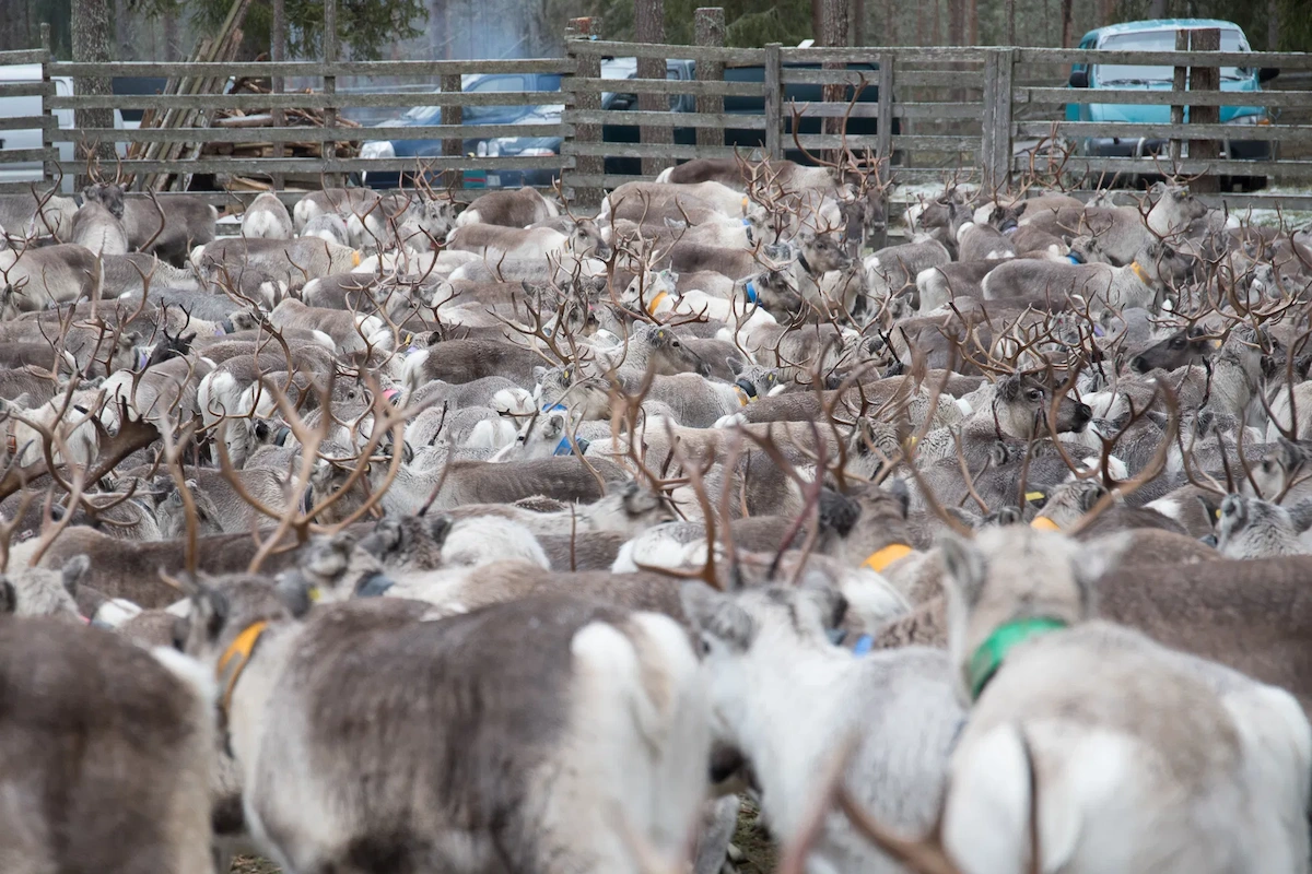 Day of a reindeer herder in Kujalan Porotila Reindeer Farm