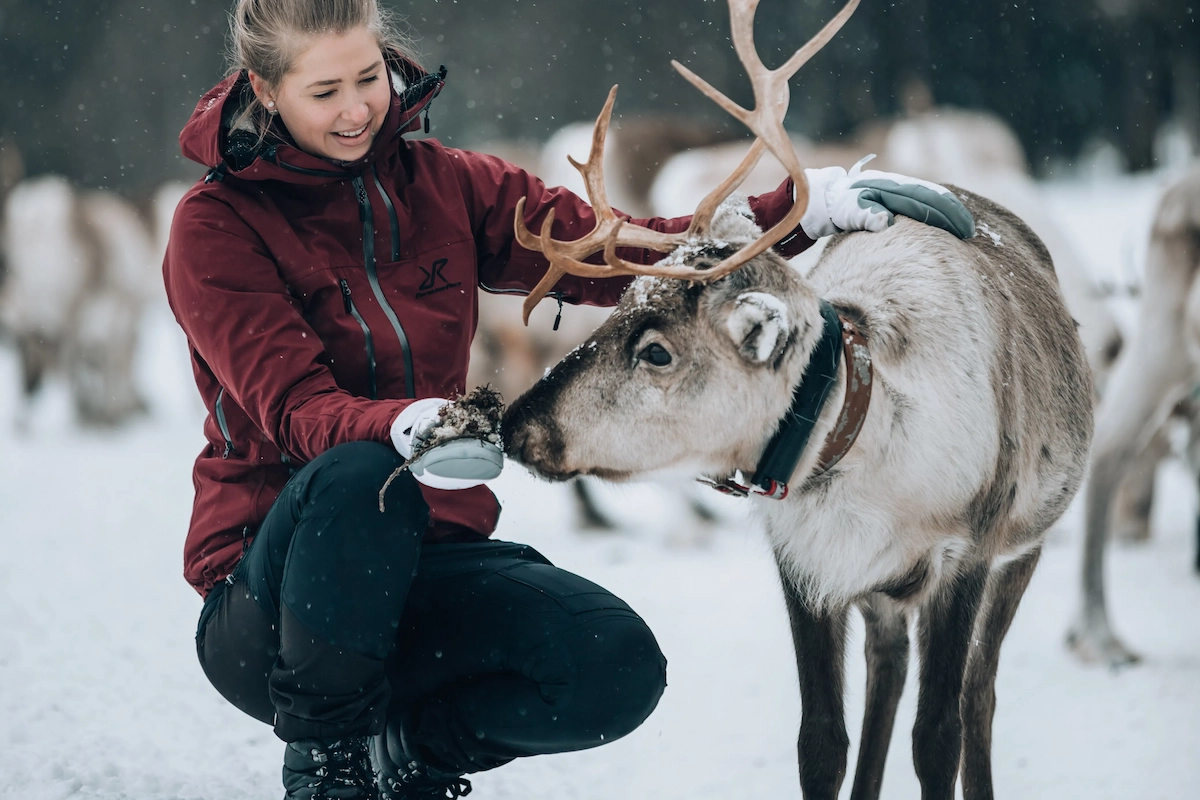 Feeding hundreds of reindeer in Kujalan Porotila Reindeer Farm
