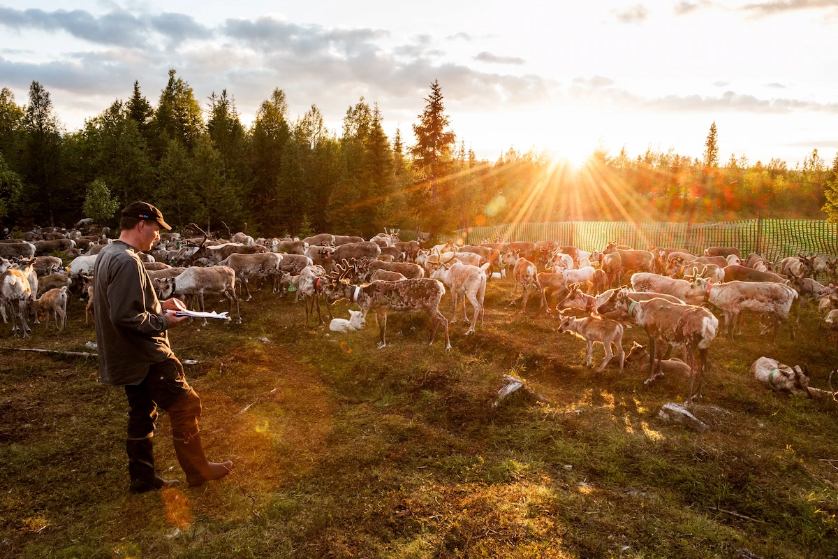 Evening safari in the world of reindeer in Kuusamo