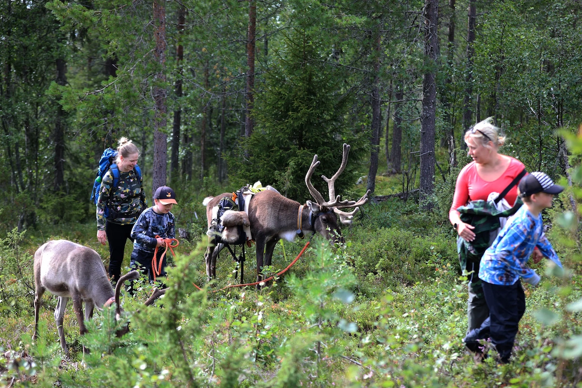 Reindeer Hike in Kuusamo