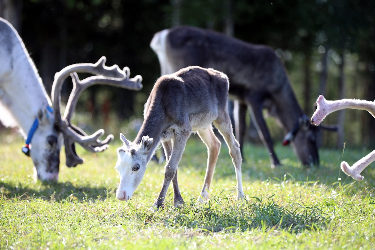 Wonderful farm morning in Kujalan Porotila Reindeer Farm