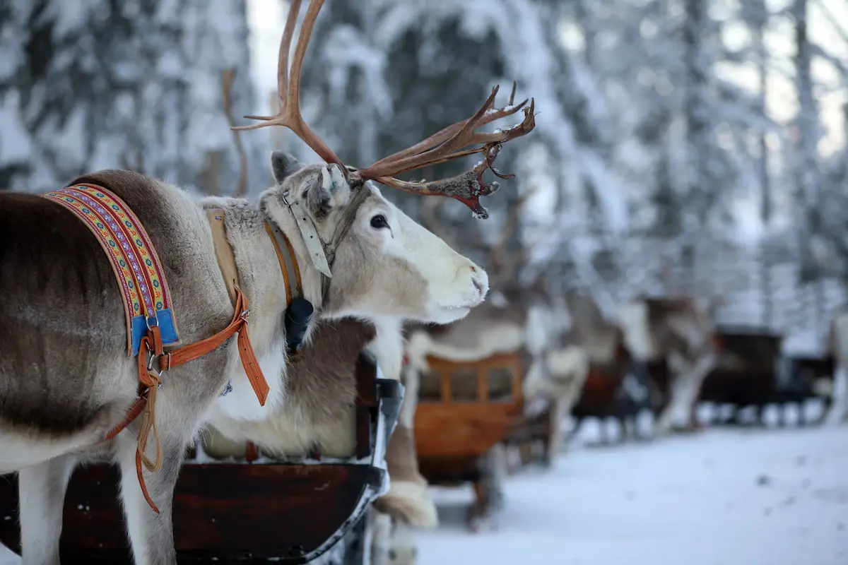 World of Reindeer Safari in Kuusamo