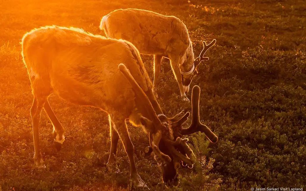Suomutunturi - Lapland's Hidden Gem